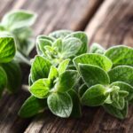 buy oregano plants online