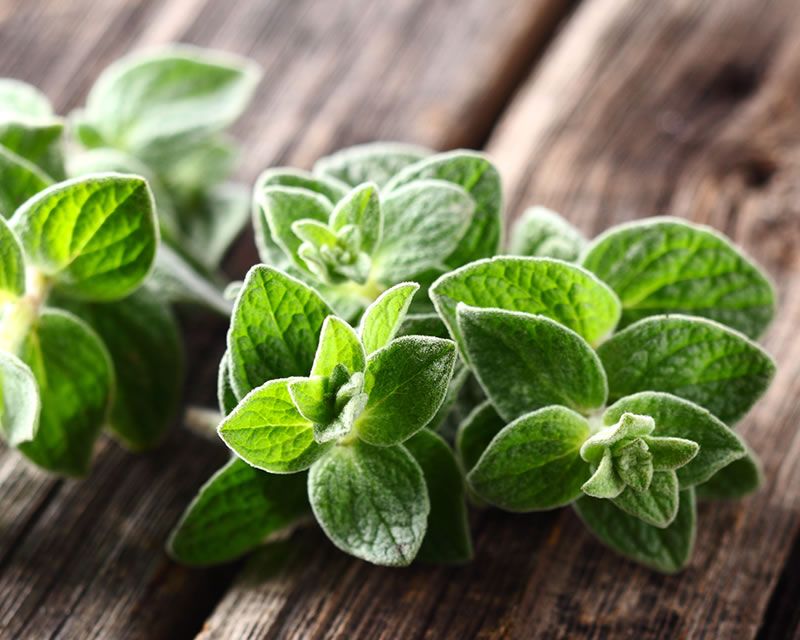 buy oregano plants online